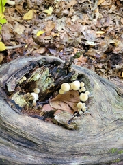 Hypholoma subviride