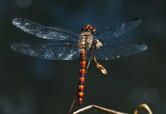 Elasmothemis cannacrioides