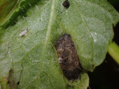 Ramularia macrospora