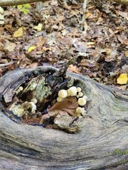 Hypholoma subviride
