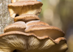 Pleurotus ostreatus