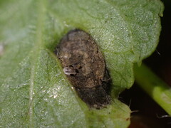 Ramularia macrospora