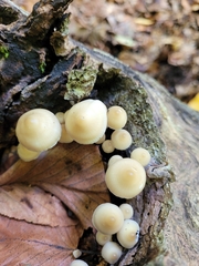 Hypholoma subviride