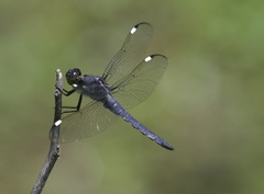 Libellula cyanea
