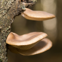 Pleurotus ostreatus