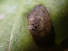 Ramularia macrospora