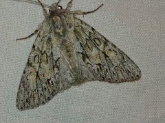 Andropolia aedon