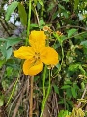 Senna splendida splendida