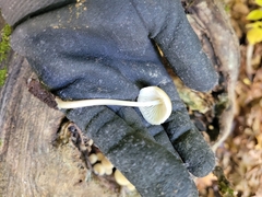 Hypholoma subviride