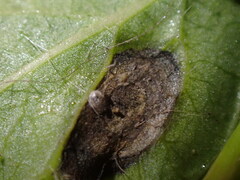 Ramularia macrospora