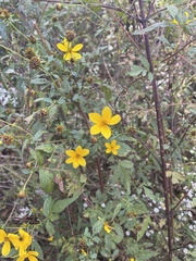 Bidens aristosa