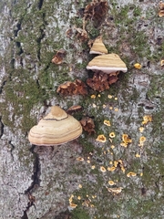 Fomes fomentarius