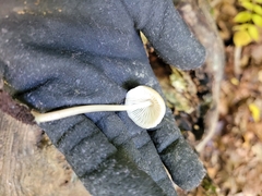 Hypholoma subviride