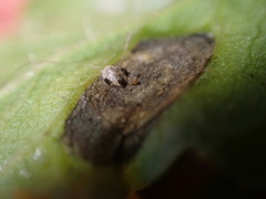 Ramularia macrospora