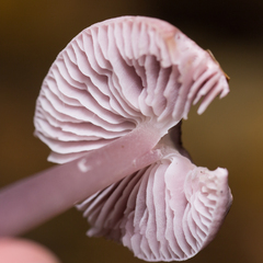 Mycena pura