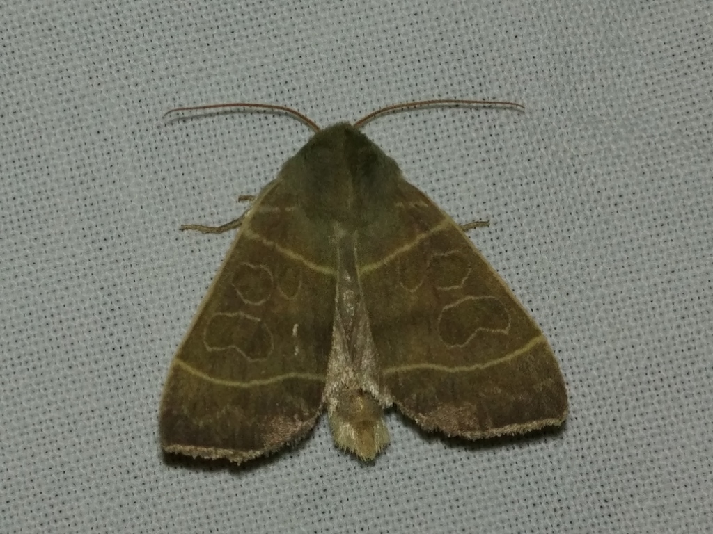 Even-lined Sallow