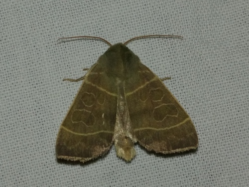 Even-lined Sallow