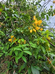 Senna splendida splendida