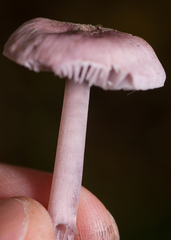 Mycena pura