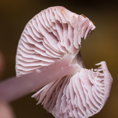 Mycena pura