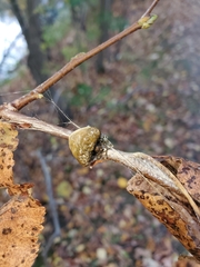 Mastophora phrynosoma