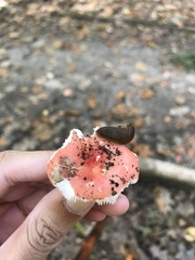Russula silvicola