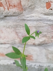 Asperugo procumbens