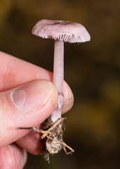 Mycena pura