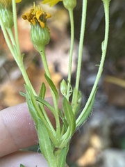 Chrysopsidinae