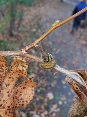 Mastophora phrynosoma