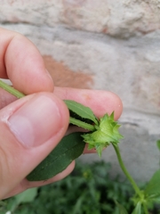 Asperugo procumbens