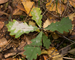 Erysiphe alphitoides