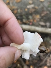 Russula silvicola