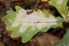 Erysiphe alphitoides