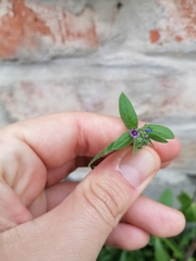Asperugo procumbens