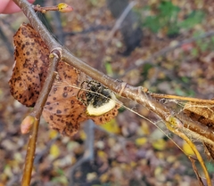 Mastophora phrynosoma