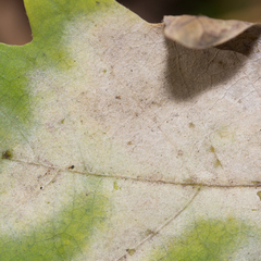 Erysiphe alphitoides