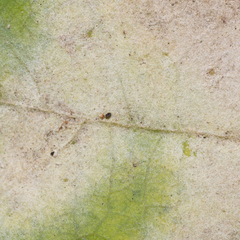 Erysiphe alphitoides