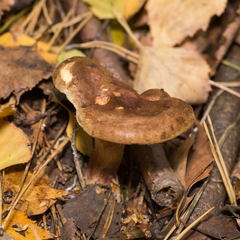 Paxillus involutus