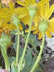 Chrysopsidinae