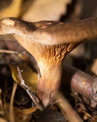 Paxillus involutus