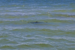 Carcharodon carcharias