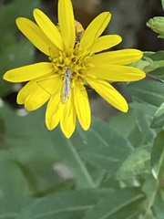 Chrysopsidinae