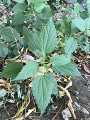 Urtica dioica