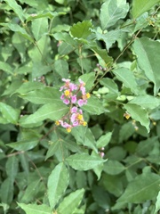 Malpighia glabra