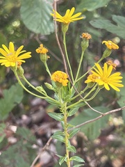 Chrysopsidinae