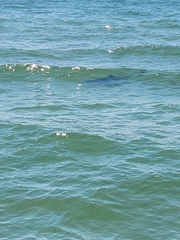 Carcharodon carcharias