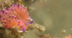 Unidentia aliciae