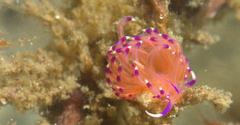 Unidentia aliciae