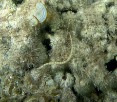 Syngnathidae